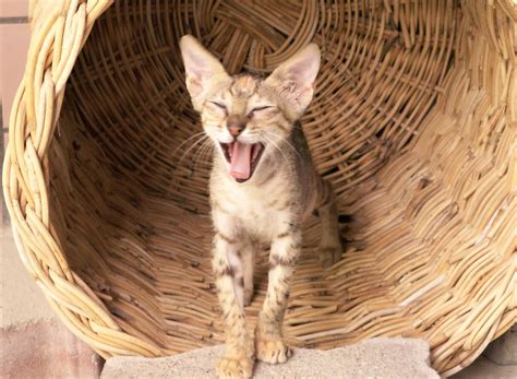 reasons    adopted cat wont stop meowing  cat