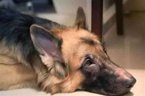 Dog Skin Allergies: Causes, Symptoms, and Treatment