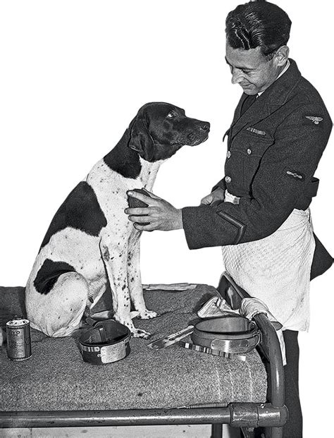 Dogs and the Second World War