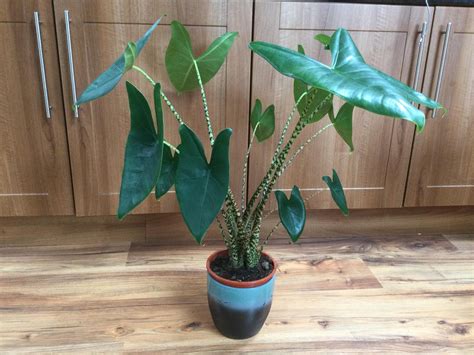 I found bittersweet nightshade growing tangled in one of my tomato