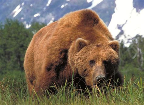 Kodiak Bears - North American Bear Center