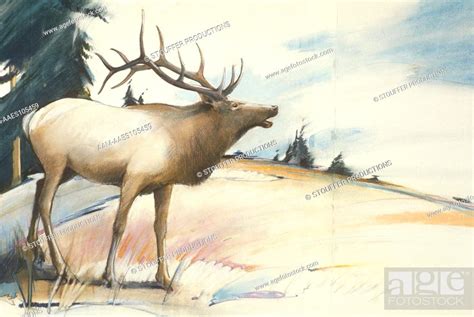 Eastern Elk *Extinct, Stock Photo, Picture And Rights Managed Image ...