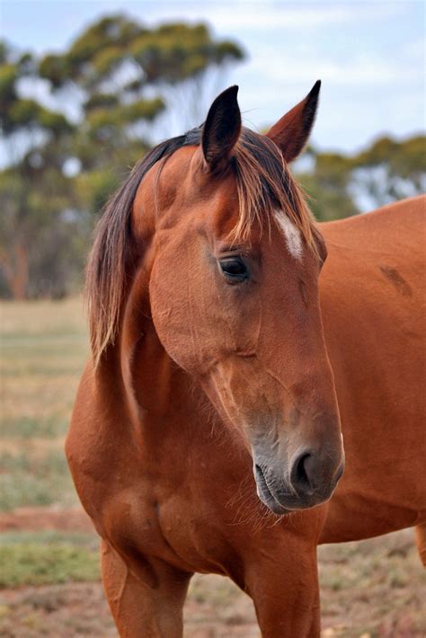 20,000+ Best Free Horse Pictures & Images in HD - Pixabay