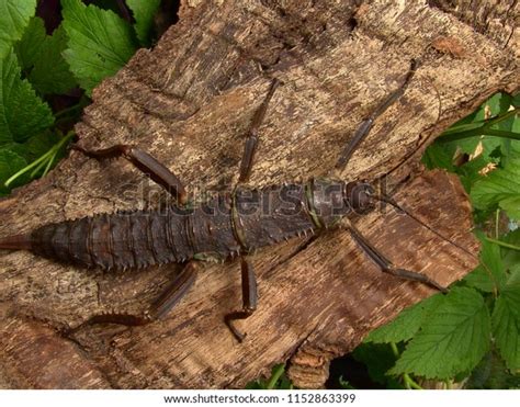 114 Thorny Devil Insect Images, Stock Photos & Vectors | Shutterstock