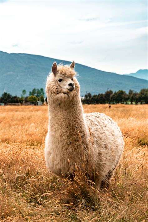 Download Laughing Llama: Capturing Fun Moments in the Animal Kingdom ...
