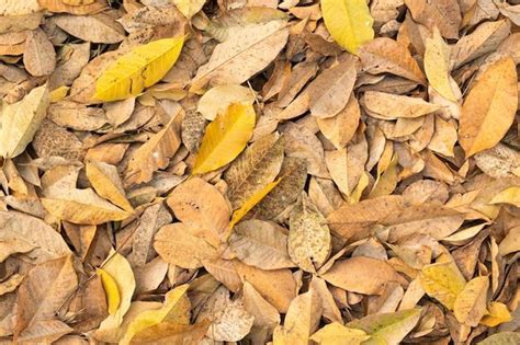 What Are Leaves Falling Off Trees Called? - AP PGECET