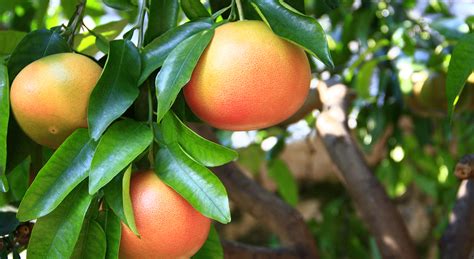 Pomelo - greenyard.group