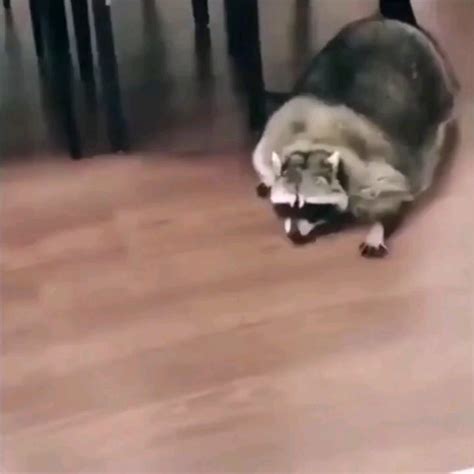 Ate Too Much Thanksgiving Dinner : r/AbsoluteUnits