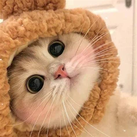 gambar haiwan  comel gambar kucing  comel pocetna facebook