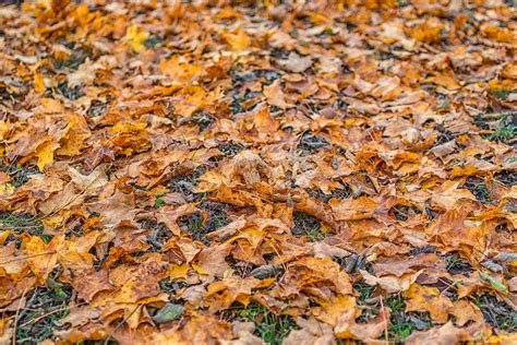 ground red  photo  pixabay