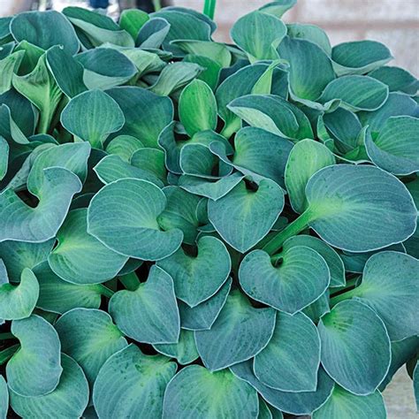 assorted hosta nwa plants