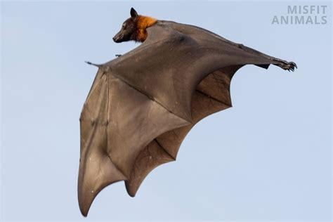 Animals With Wings That Fly (That Aren NOT Birds)