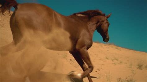 Wild Arabian Horse On Desert Stock Footage Video (100% Royalty-free ...