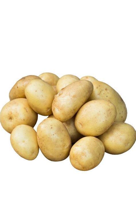 Золотая сотка алтая