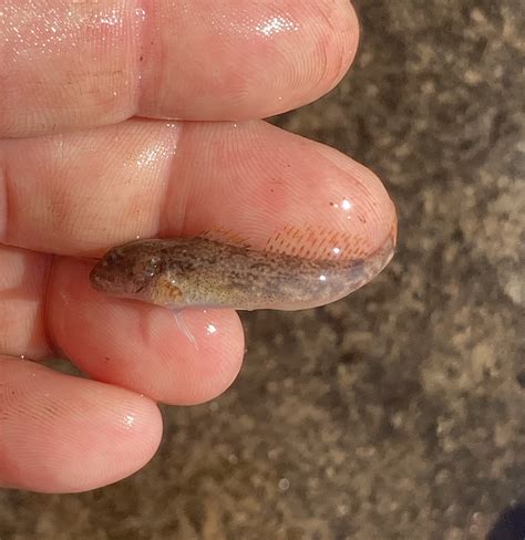 Sculpin, Slimy Citylimits | www.roughfish.com