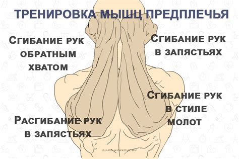 Тренировка мышц предплечья