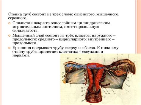 Анатомия женских половых органов (1) - презентация онлайн