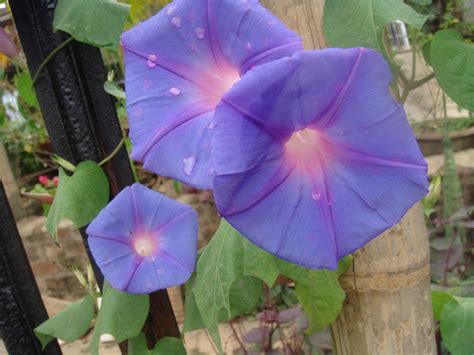 🔥 [80+] Anette Dawn Wallpapers | WallpaperSafari