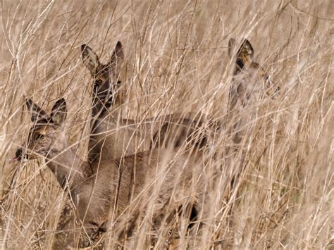 Gut Getarnt Foto & Bild | tiere, wildlife, säugetiere Bilder auf ...