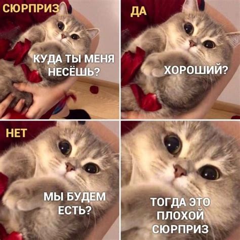 Весёлые мемы с котами / Приколы