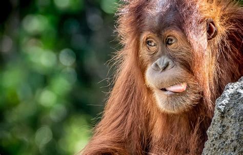 Orangutan Wallpapers - 4k, HD Orangutan Backgrounds on WallpaperBat