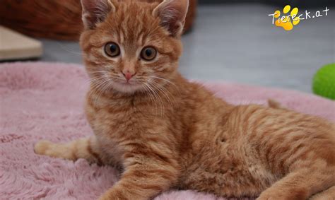 Manolo - sucht ein Zuhause