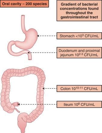small intestinal bacterial overgrowth clinical tree