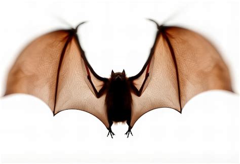 pair  bat wings isolated   white background premium ai generated