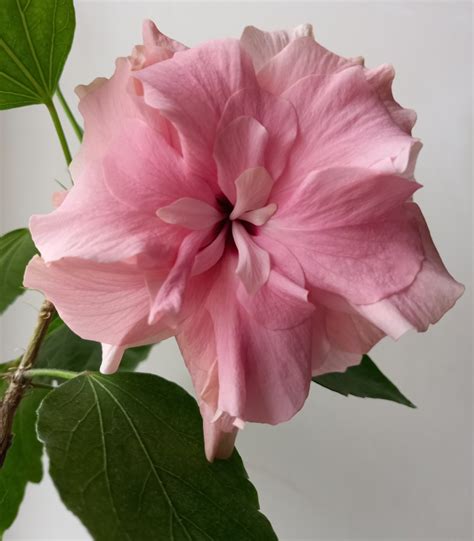 Double pink гибискус голландский | отзывы