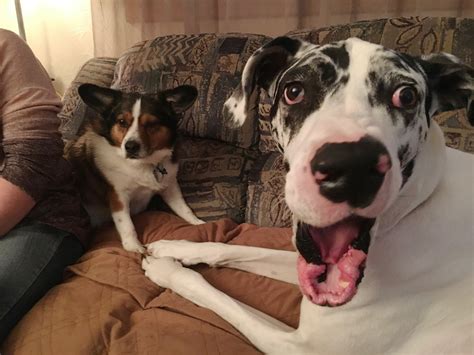 Great Dane Mixed With Corgi