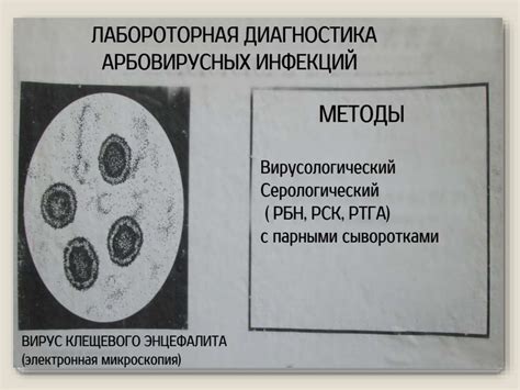 Основы микробиологии и иммунологии (раздаточный материал) - презентация ...