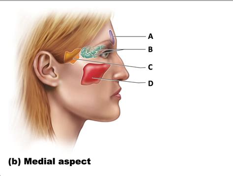 anatomy   medial aspect diagram quizlet