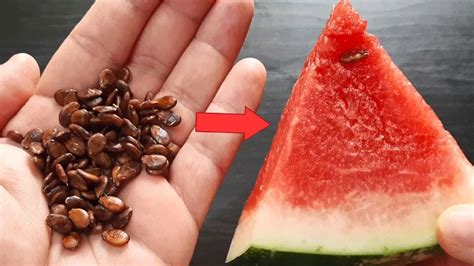 Para Que Serve A Semente De Melancia - 6 utilidades da semente de melancia que são incríveis e pouco ...