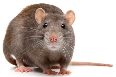 announcing  refseq annotation  rat mratbn ncbi insights