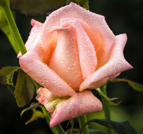 Rose Petal Raindrop - Free photo on Pixabay