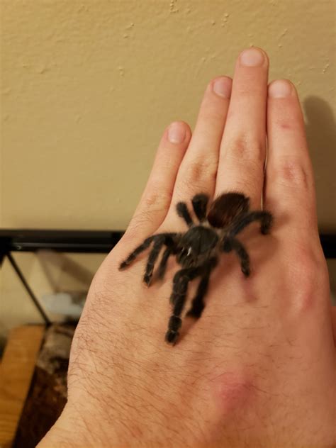 best tarantula scratching fast 4