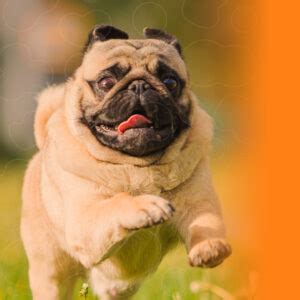 Pug Foi Criado Em Laboratorio - Pug: tudo o que você precisa saber