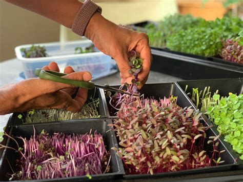 Harvesting And Storing Your Microgreens – everythinggreen.sg