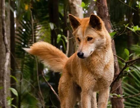 dingo facts