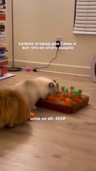 Вот что мы нашли для вас: Морковная ферма - | Бесплатный Череповец