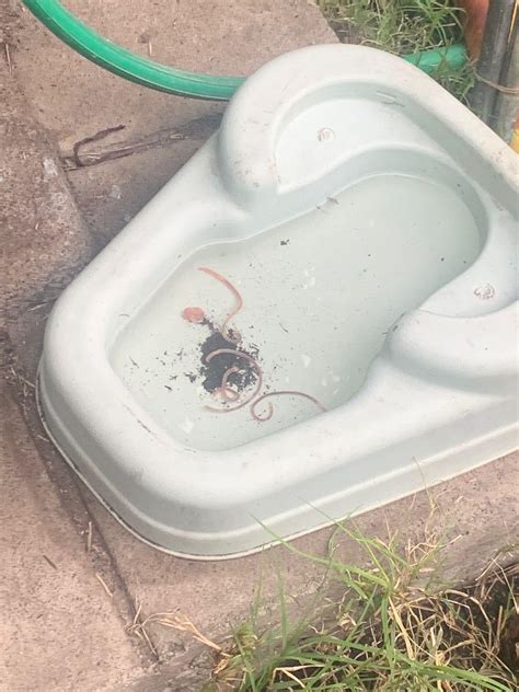 Worms appear out of nowhere. : r/gardening