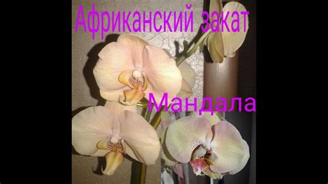 Орхидеи Мандала,Африканский закат и немного красоты - YouTube