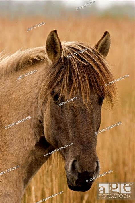 Konik Pony, Stock Photo, Picture And Rights Managed Image. Pic. MEV ...