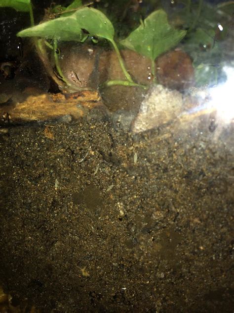 Cricket eggs! : r/Entomology