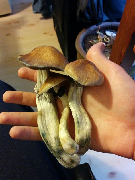The most beautiful shrooms coming from my growkit :D : shrooms