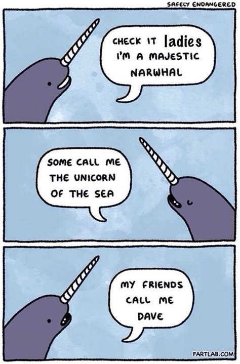 narwhal jokes - narwhal.net