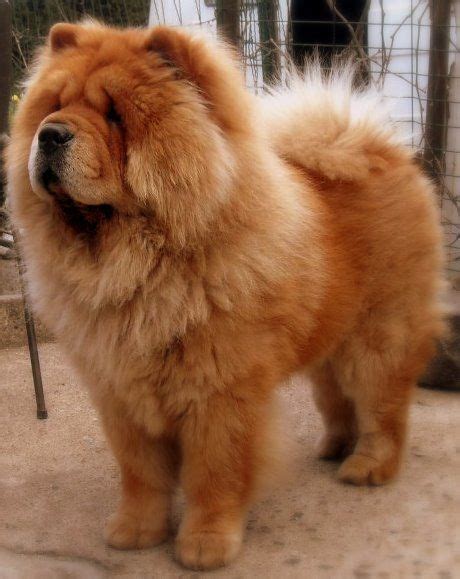 breed   laziest dog