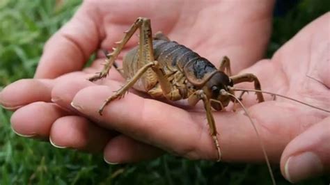 Самые большие насекомые/Most large insects | Insectos