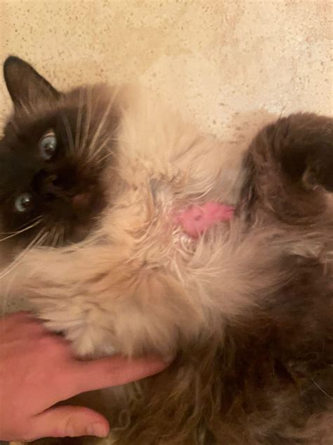 hot spots in cats treatment 4