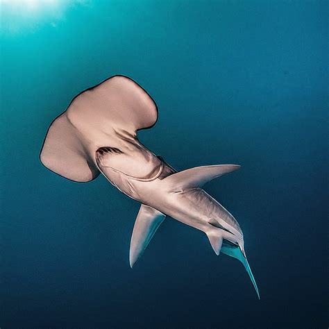 9 Types Of Hammerhead Shark Species: Exploring the Diversity - Shark Truth